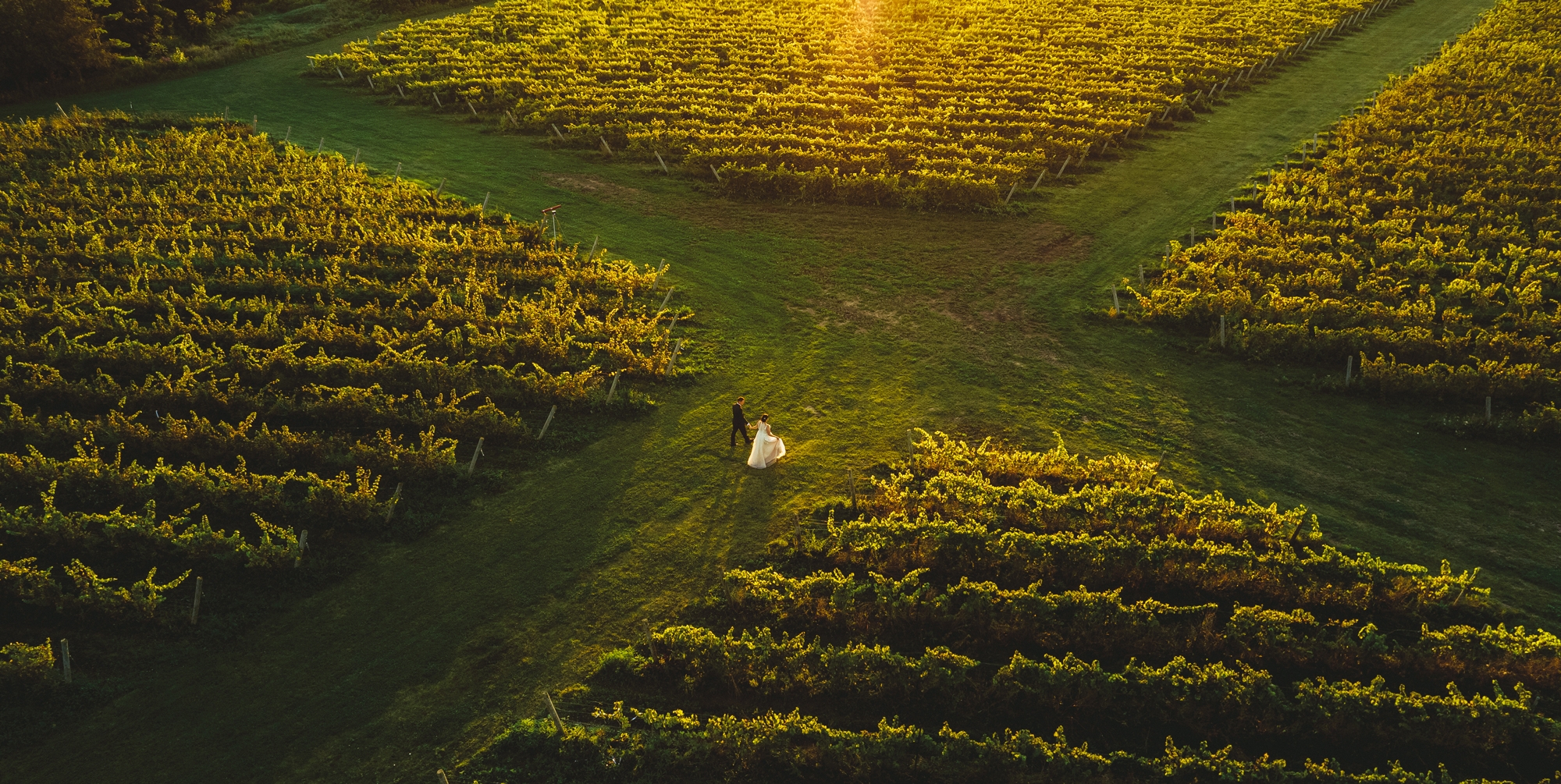 Bride and Groom in Vineyard